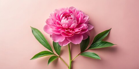 Obraz premium Stunning Candid Flat Lay of a Vibrant Pink Peony Flower in Full Bloom with Lush Green Leaves Isolated on a Soft Pale Pink Background for Floral Decor and Nature Lovers