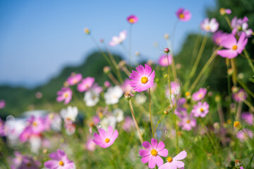 Obraz premium pink and white flowers in the meadow