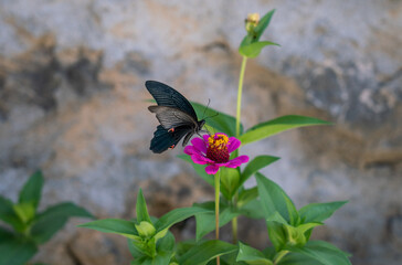 black butterfly on pink flower