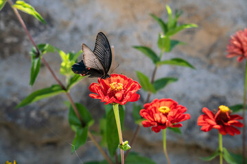 black butterfly on red flower