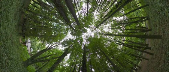 This captivating video takes you on a mesmerizing journey through a lush green forest. The verdant canopy of leaves creates a natural mosaic against the sky, filtering the sunlight into a dappled