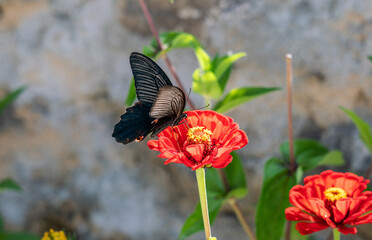 black butterfly on red flower