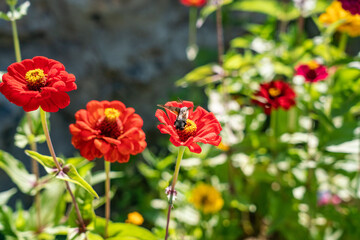 red poppies in the garden and hummingbird