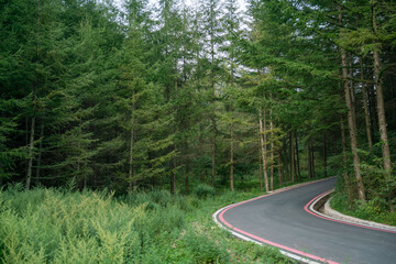road in the forest