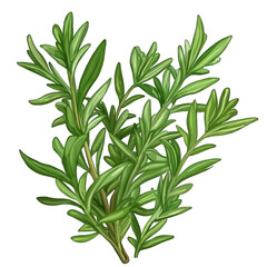 Fototapeta premium Fresh Rosemary Sprig for Aromatic Cooking