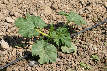 A  zucchini seedling irrigated by dripring in a crop field