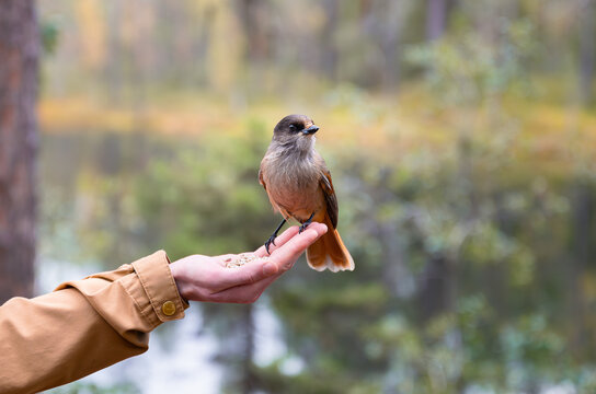 Person feeding bird in Finland, Siberian jay sits on hand.