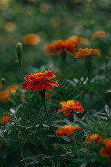 red marigold flowers close up