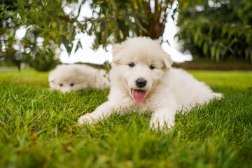 Swiss White Shepherd Dog Puppies