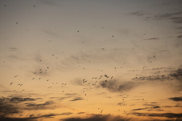 birds flying in a sunset sky during migration