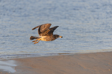 Pacific Gull sea bird in flight low over beach with wings spread