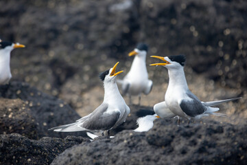 Crested Tern birds calling out on coastal rocks