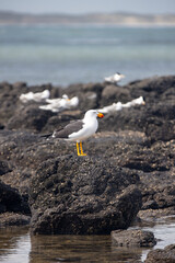 Kelp Gull standing on a dark rock on rugged coastline
