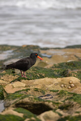 Sooty Oystercatcher foraging on rocks by the sea