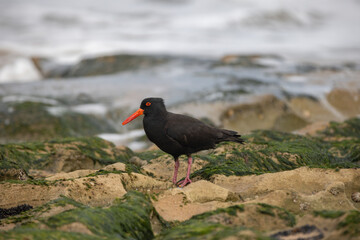 Sooty Oystercatcher bird standing on rocks by the shoreline
