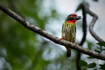 the coppersmith barbet feeding the baby