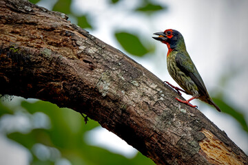 the coppersmith barbet feeding the baby