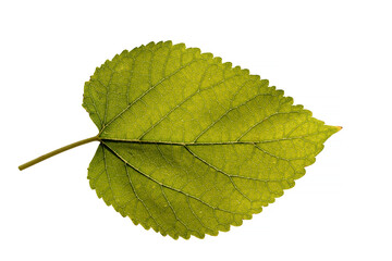 Leaf details of the white mulberry (Morus alba) tree isolated on white background