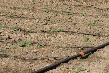 Pipes of a drip irrigation system installed to irrigate zucchini seedlings planted in a field