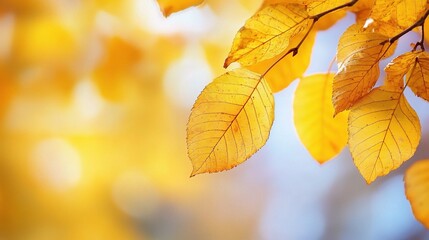 Obraz premium Golden Autumn Leaves with Soft Focus Background