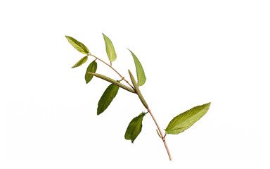 Jute mallow or Jew's mallow or Nalita jute (Corchorus olitorius) in the hedge of a vegetable garden
