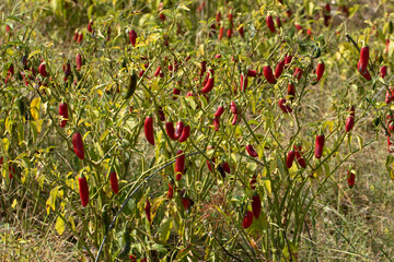 Jalape&ntilde;o peppers in garden, a medium-sized chili pepper pod type cultivar of the pepper (Capsicum annuum).