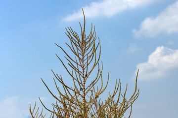 Fototapeta premium A carelessweed (Amaranthus palmeri), an edible flowering plant in a soybean field as weed. 