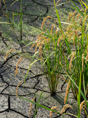 稲刈り前に水を抜いた田圃の風景