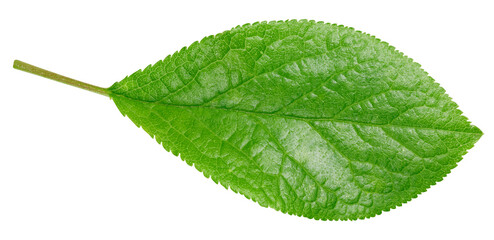 Plum leaf isolated on white background