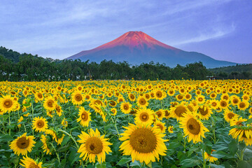 Fototapeta premium 花の都公園から富士山とひまわり