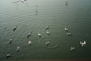 seagulls in flight on the lake