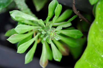 Monadenium, Euphorbia ritchiei or EUPHORBIACEAE