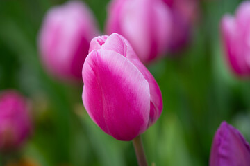 Pink spring flowers tulips. Spring background for Easter or Valentines Day. Beautiful bouquet of tulips in spring with blurred background. Bright purple color of blossom tulips. Violet Spring flower.