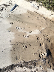 Wild animal tracks on a sandy wild beach in Karelia, Russia. A beach with a pile of rocks and footprints in the sand. The footprints are in a line and the rocks are scattered around the beach.