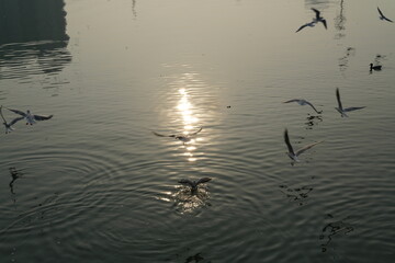 seagulls in flight on the lake with sunshine