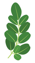 Moringa oleifera or Moringa Leaves Plant Illustration Isolated on White Background