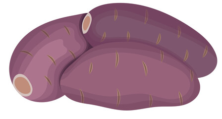 Purple Sweet Potato Root Illustration Isolated on White Background