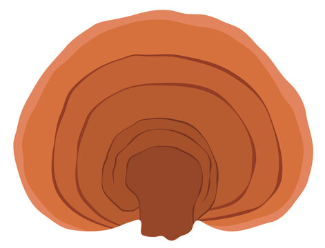 Red Reishi Mushroom or Lingzhi Mushroom Illustration Isolated on White Background