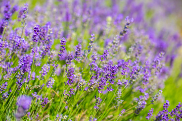 Spring lavender flowers under sunlight. Lilac flowers close up. Beautiful landscape of nature with a panoramic view. Hi spring. long banner