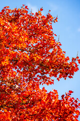 Beautiful orange and yellow autumn leaves. Fall leaves of maple trees. Autumn fall leaves in sunlight. Natural autumn background. Autumnal background. Foliage, falling leaves background. Autumn leaf.