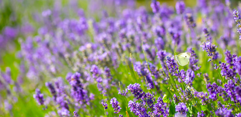 Obraz premium Butterflies on spring lavender flowers under sunlight. Beautiful landscape of nature with a panoramic view. Hi spring. long banner