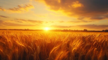 Obraz premium Golden wheat field at sunset.