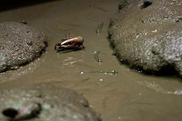 Small fiddler crab animal moves across a muddy wetland surrounded by puddles and holes, showcasing its natural habitat in the wild