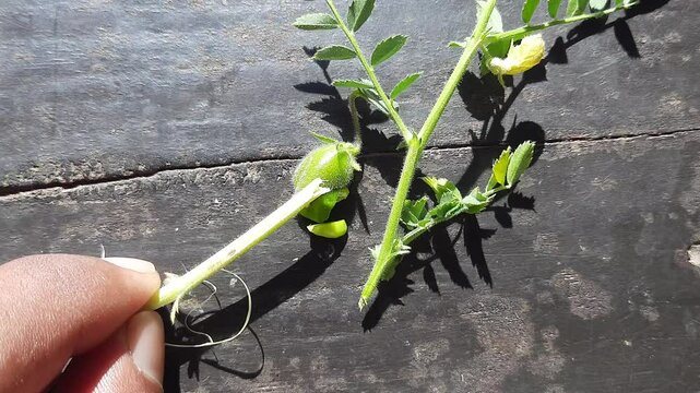 Pod borer attack on chickpea crop. Maruca vitrata is a tropical pest that damages legume crops. Its other names Maruca pod borer, bean pod borer, soybean pod borer, mung moth and legume pods borers.