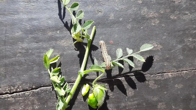 Pod borer attack on chickpea crop. Maruca vitrata is a tropical pest that damages legume crops. Its other names Maruca pod borer, bean pod borer, soybean pod borer, mung moth and legume pods borers.