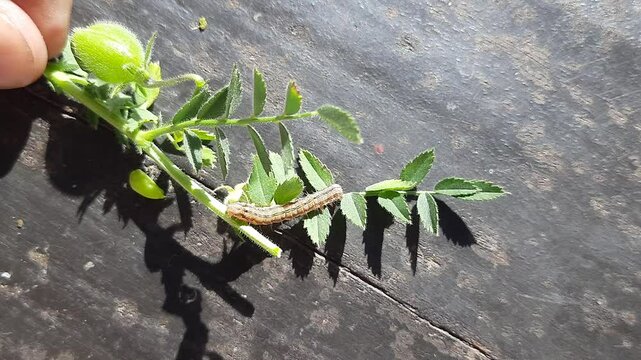 Pod borer attack on chickpea crop. Maruca vitrata is a tropical pest that damages legume crops. Its other names Maruca pod borer, bean pod borer, soybean pod borer, mung moth and legume pods borers.