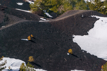 Detail of volcanic landscape of Mount Etna at Monti Sartorius with black lava and orange colored pine trees during winter time, Catania, Sicily, Italy