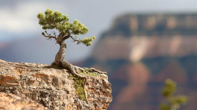 Lone Tree on Cliffside with Scenic Background