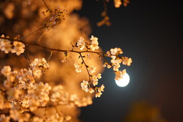 night cherry blossom under the moon
