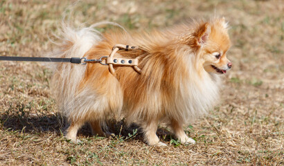 A dog with a leash on its neck is walking on a grassy field